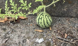 网红吃瓜爆料怎么找,探寻幕后真相与热点追踪